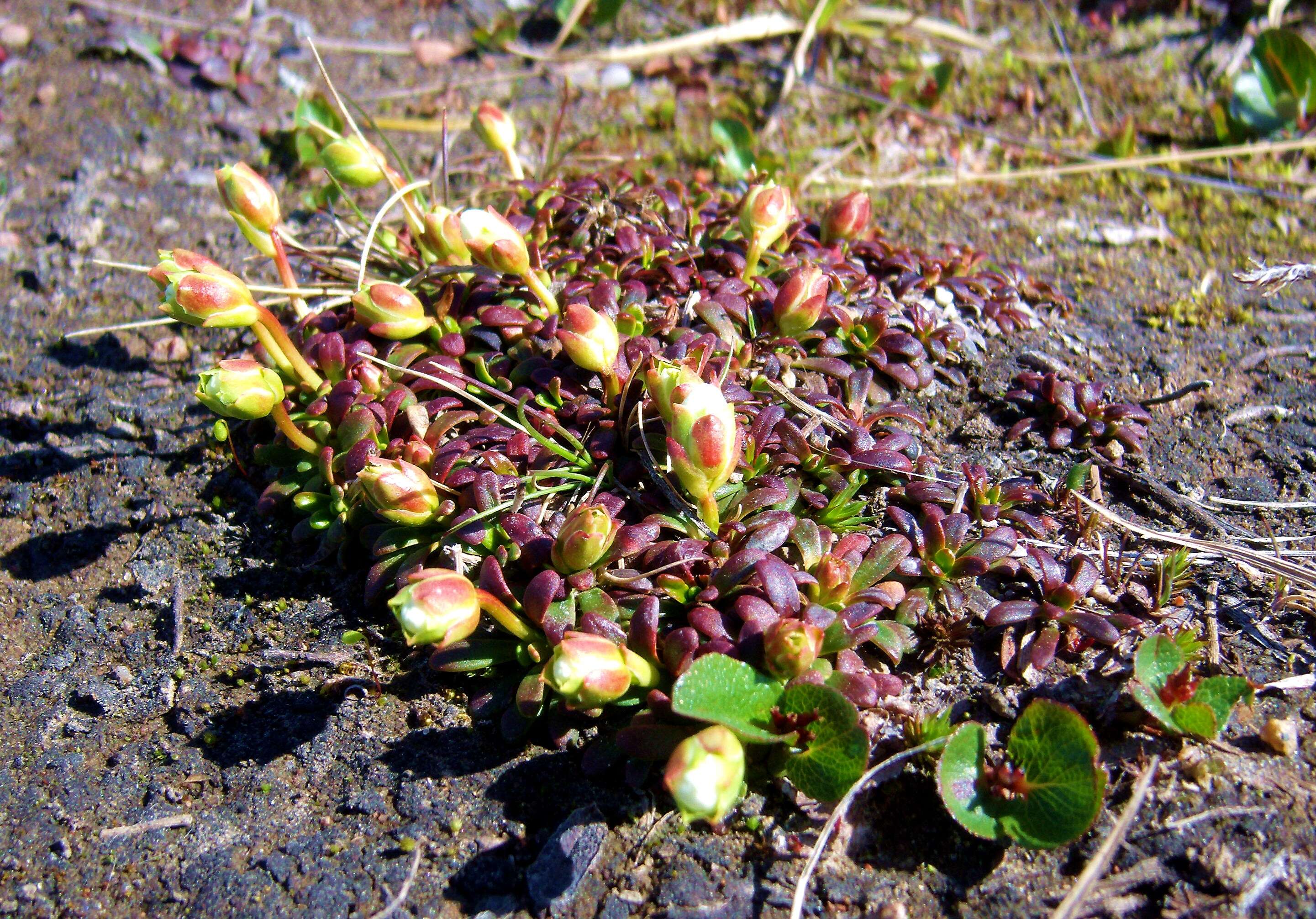 Image of diapensia