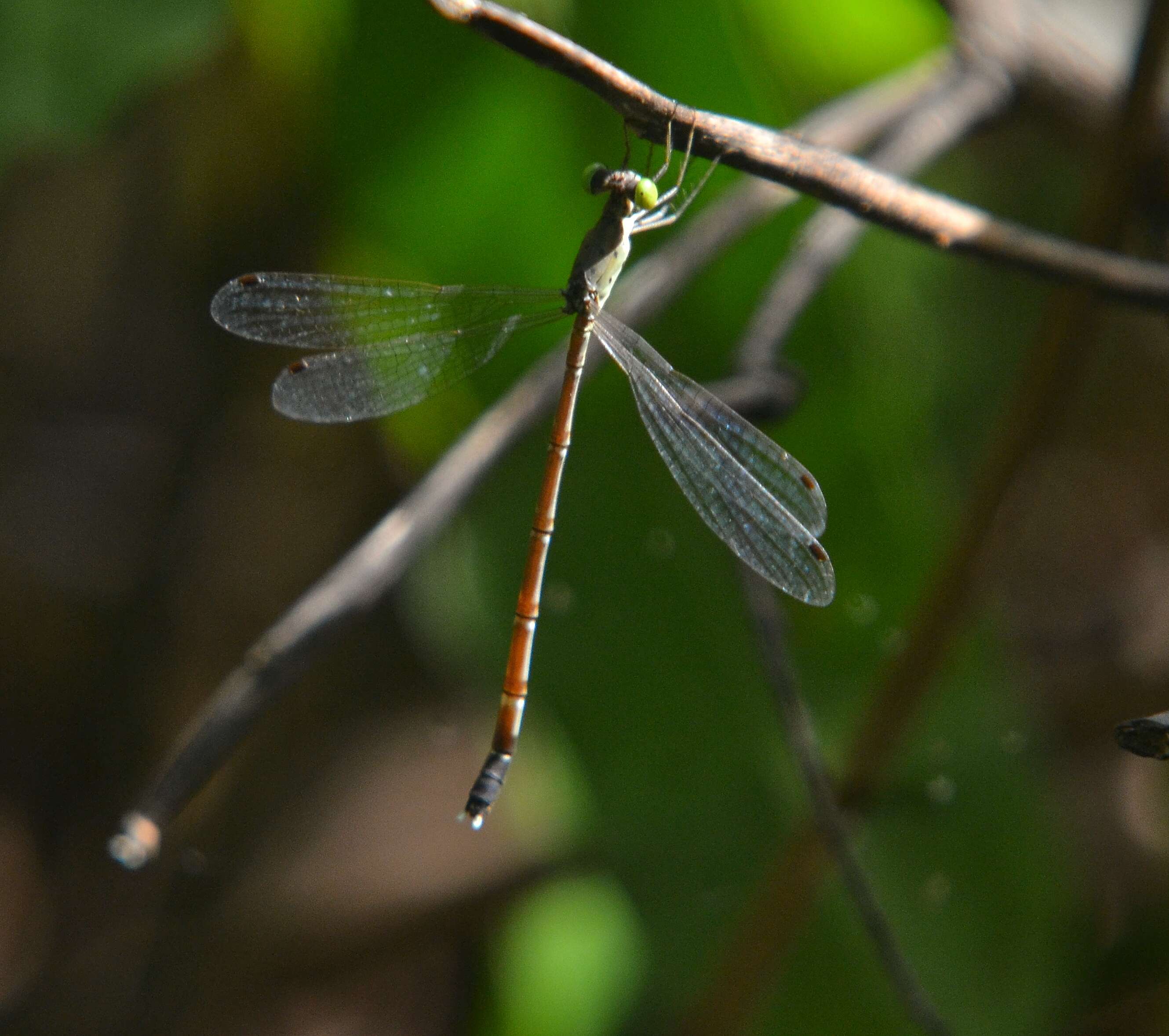 Platylestes kirani resmi