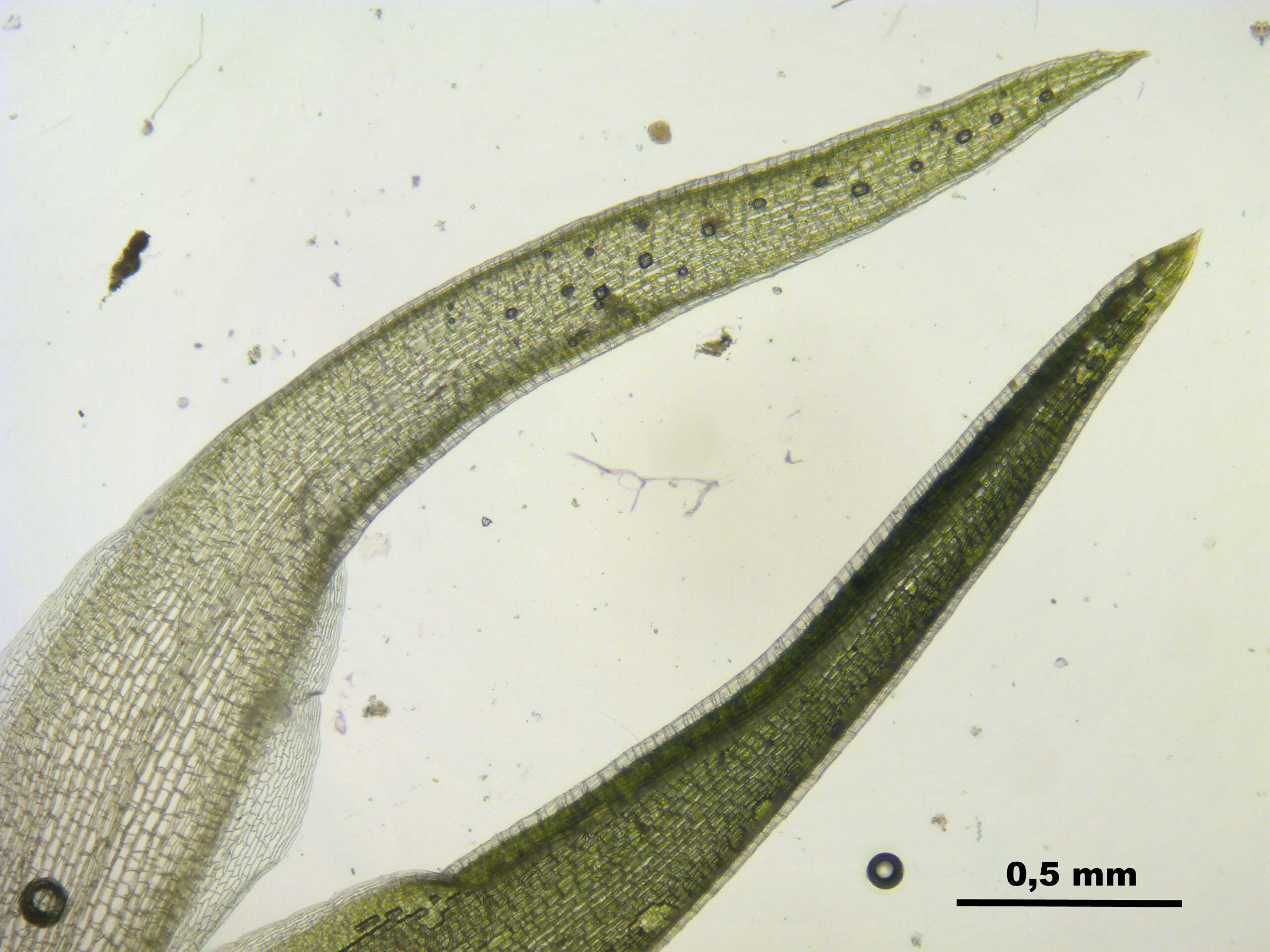 Image of Leucobryum juniperoideum C. Müller 1845