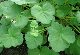 Imagem de Pelargonium odoratissimum (L.) L'Her.