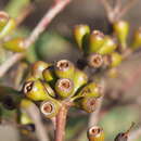 Image of Eucalyptus luteola M. I. H. Brooker & S. D. Hopper