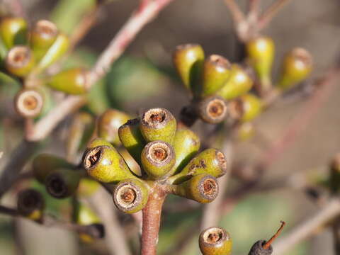 Image of Eucalyptus luteola M. I. H. Brooker & S. D. Hopper