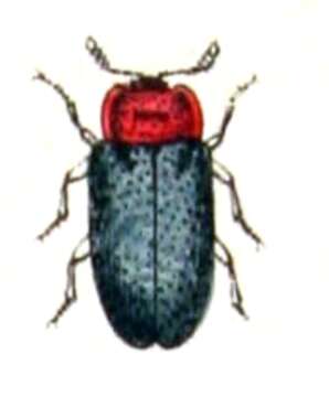 Image of Tetratoma