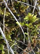 Image of rhytidium moss