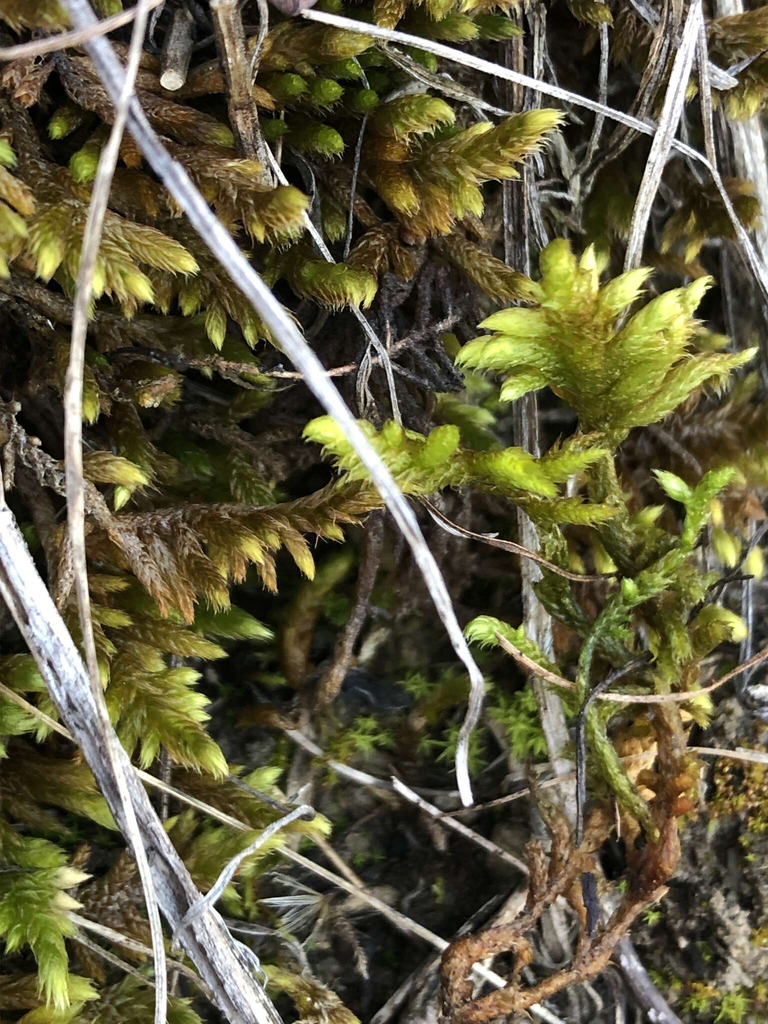 Image of rhytidium moss