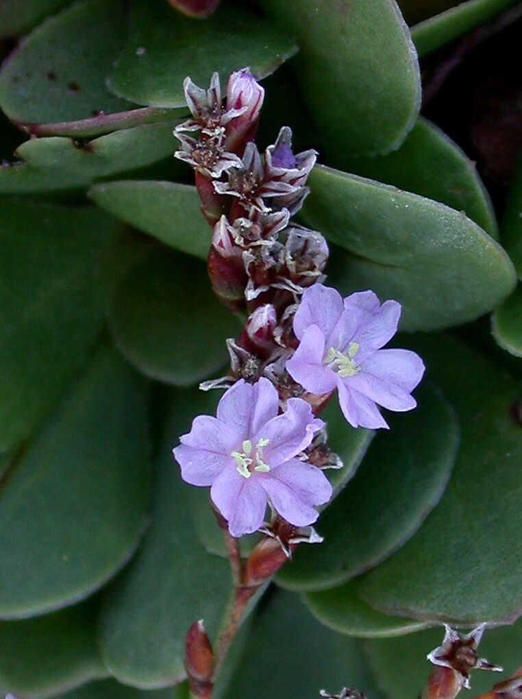 Image of Marsh Rosemary