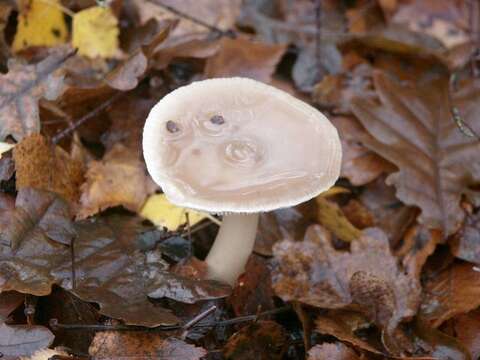 Image of Rhodocollybia butyracea (Bull.) Lennox 1979