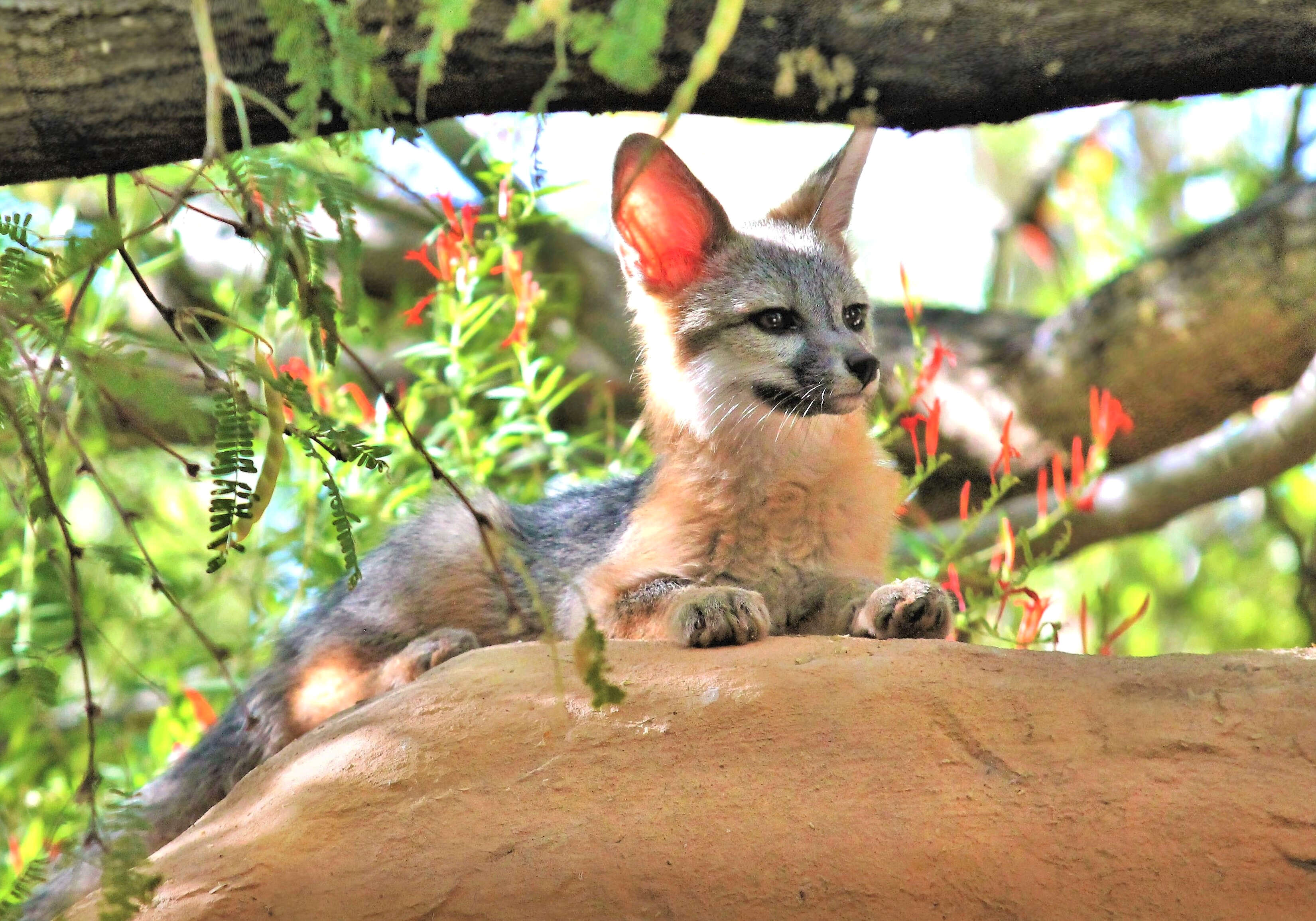 Image of Grey Foxes