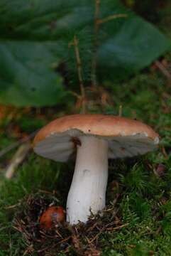 Image de Leucocortinarius