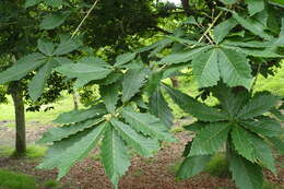 Image of Quercus mongolica subsp. crispula (Blume) Menitsky
