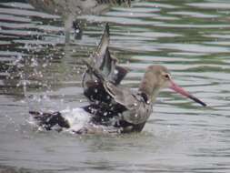 Image of Black-tailed Godwit