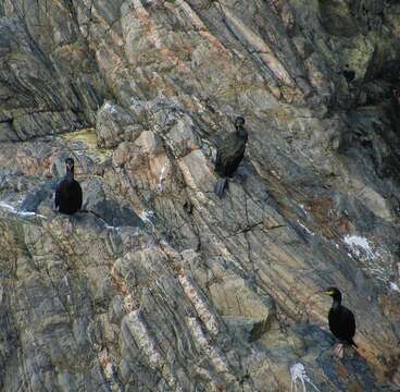 Plancia ëd Phalacrocorax aristotelis (Linnaeus 1761)