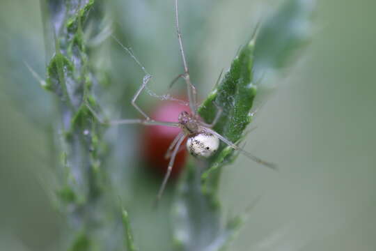 Image of Enoplognatha