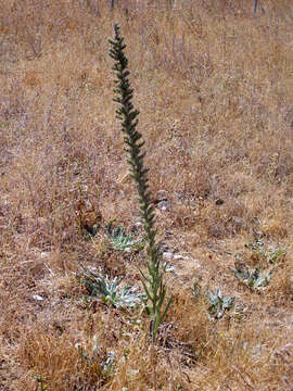 صورة Echium boissieri Steudel