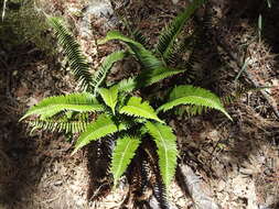 Image of narrowleaf swordfern