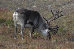 Image of Svalbard reindeer