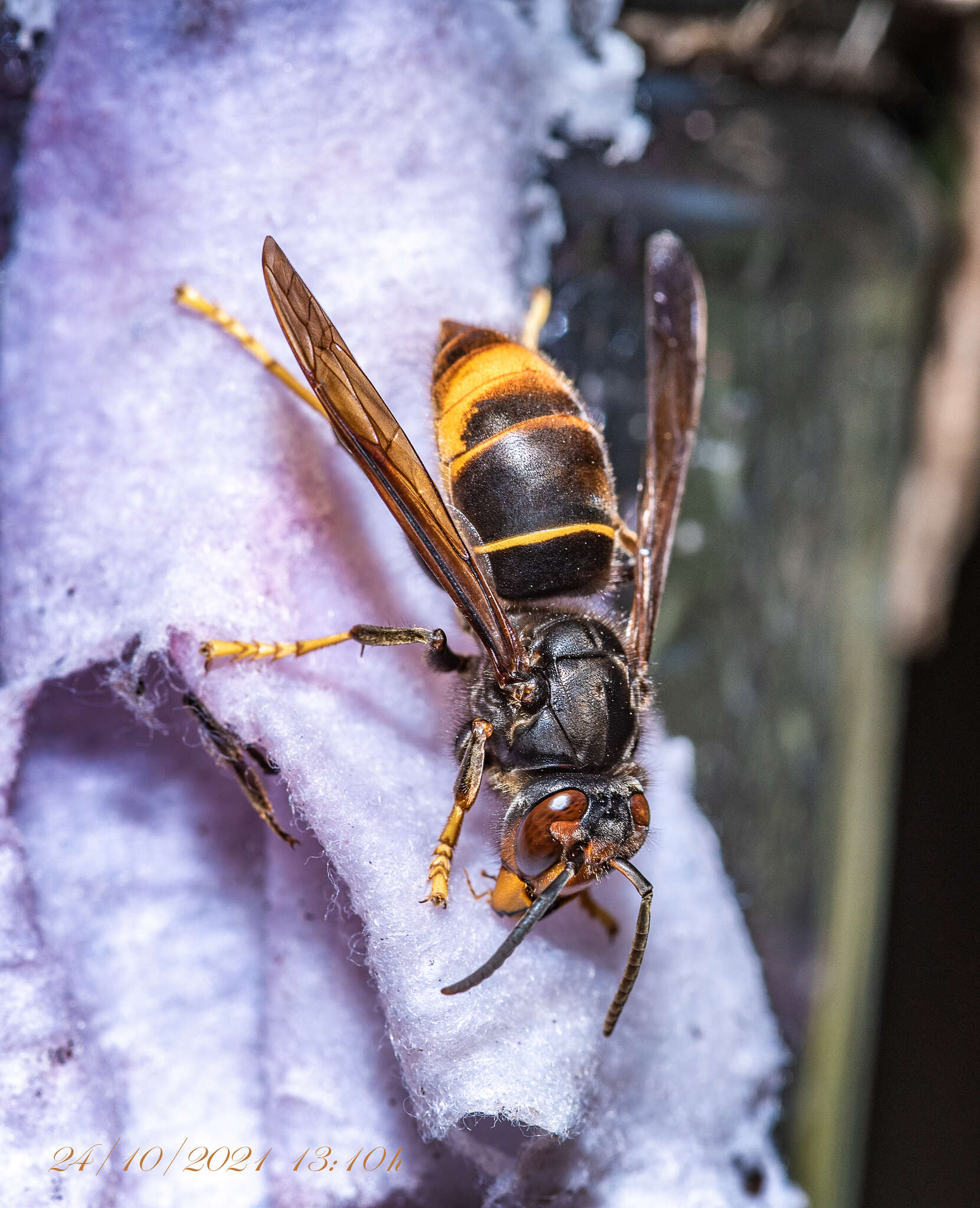 Image of Asian hornet