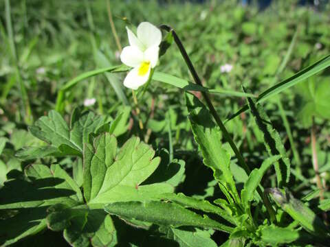 Слика од Viola arvensis Murray