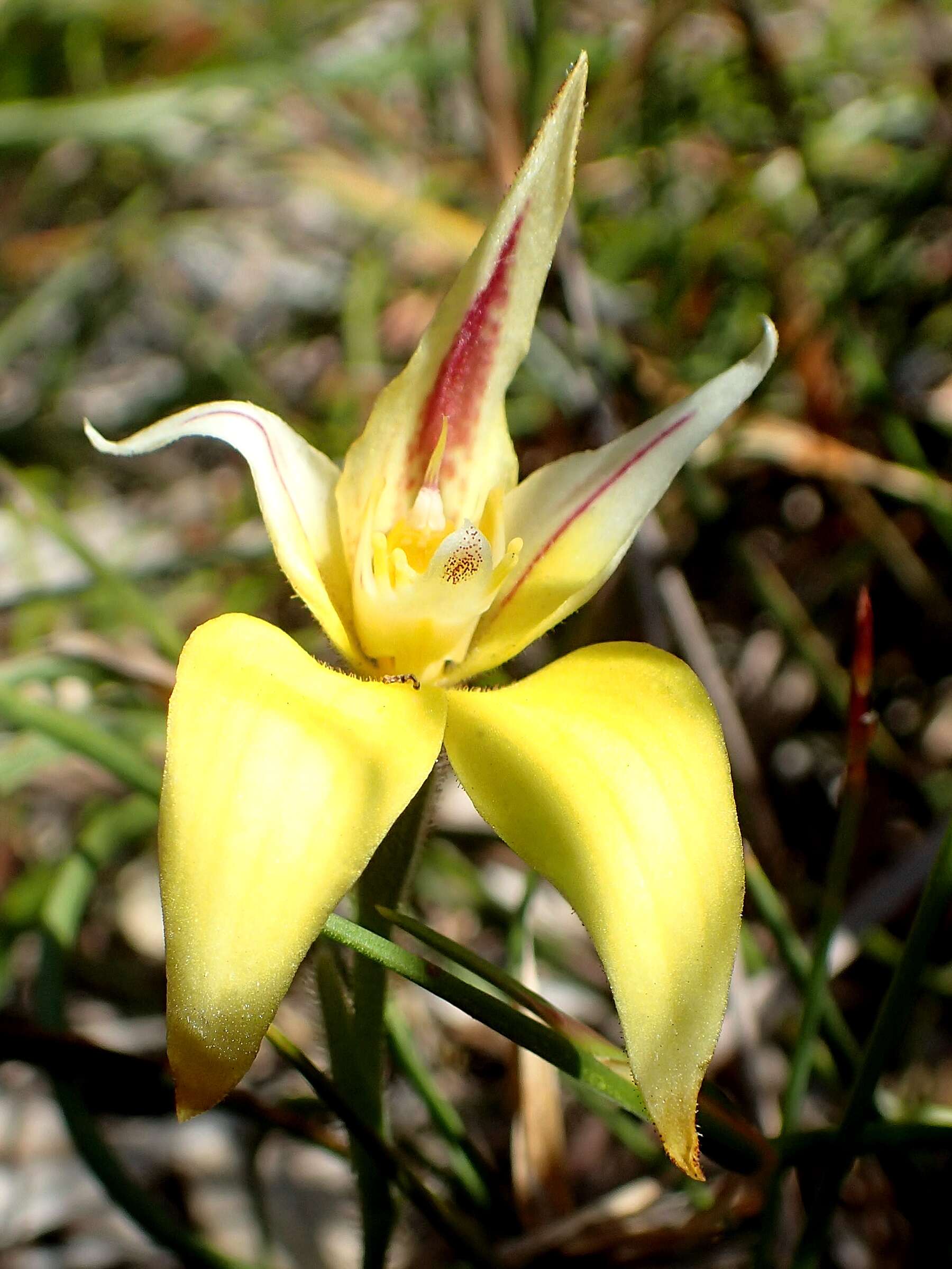 Image of Karri cowslip orchid