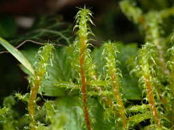 Image of square goose neck moss