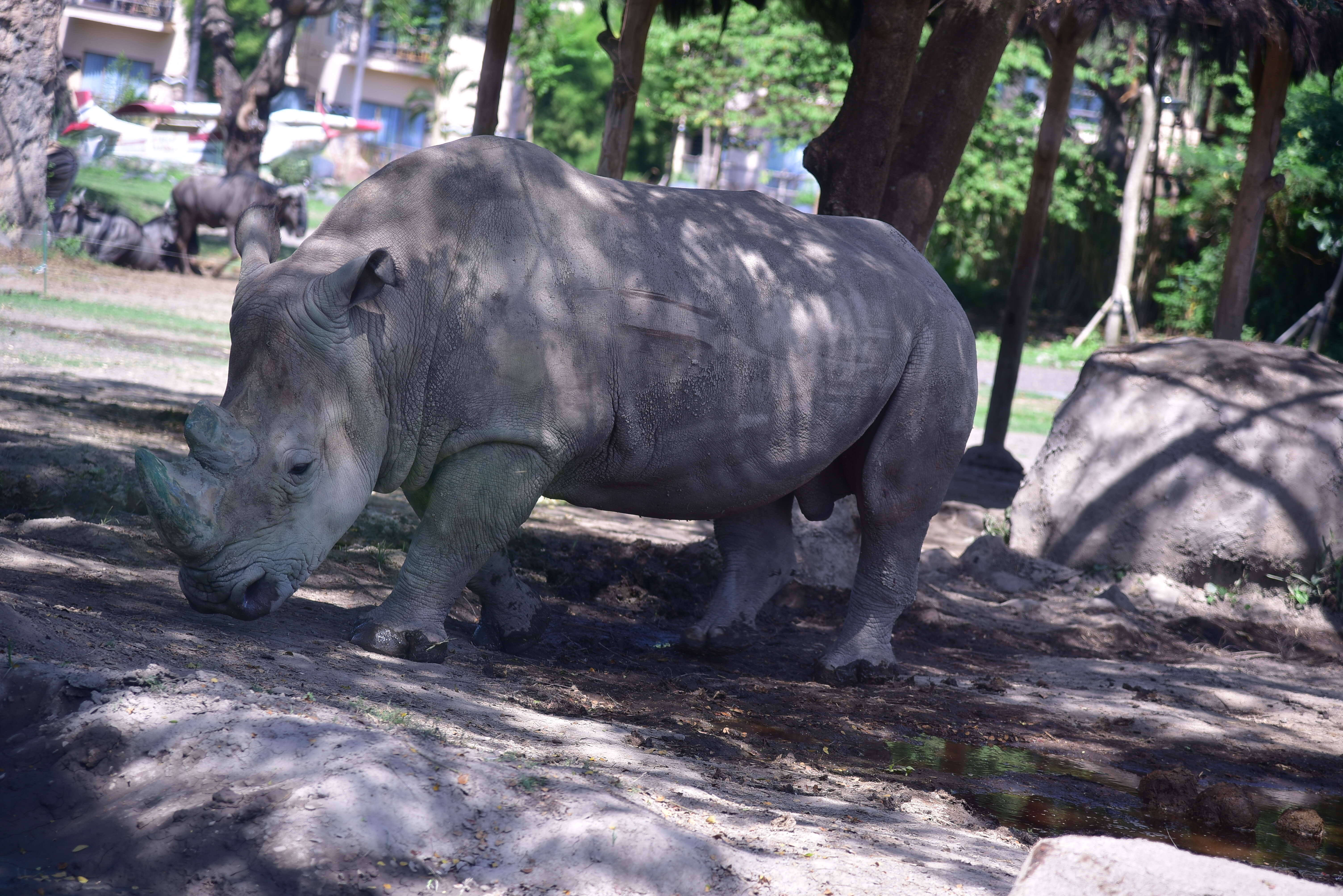 Image of Ceratotherium simum simum