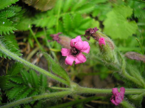 صورة Silene dioica (L.) Clairv.