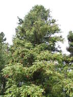 Image of Cunninghamia