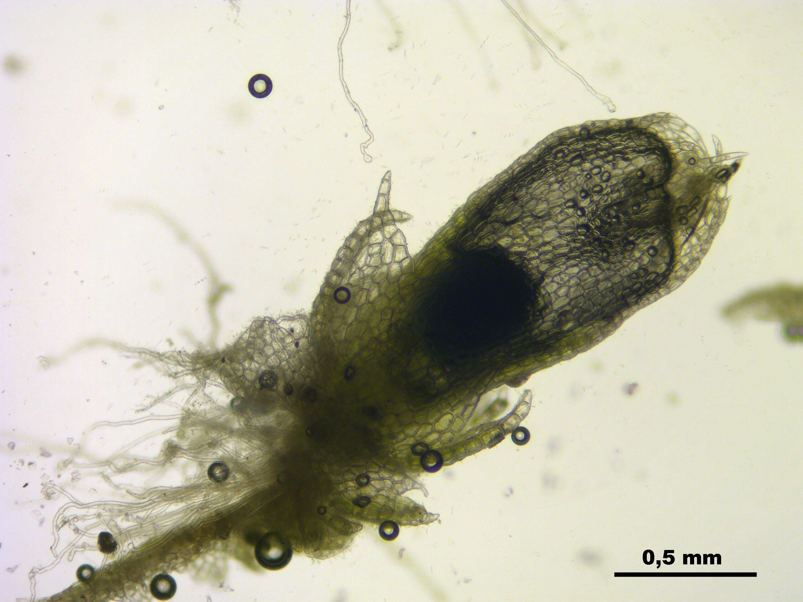 Image of Fuscocephaloziopsis connivens (Dicks.) Vána & L. Söderstr.