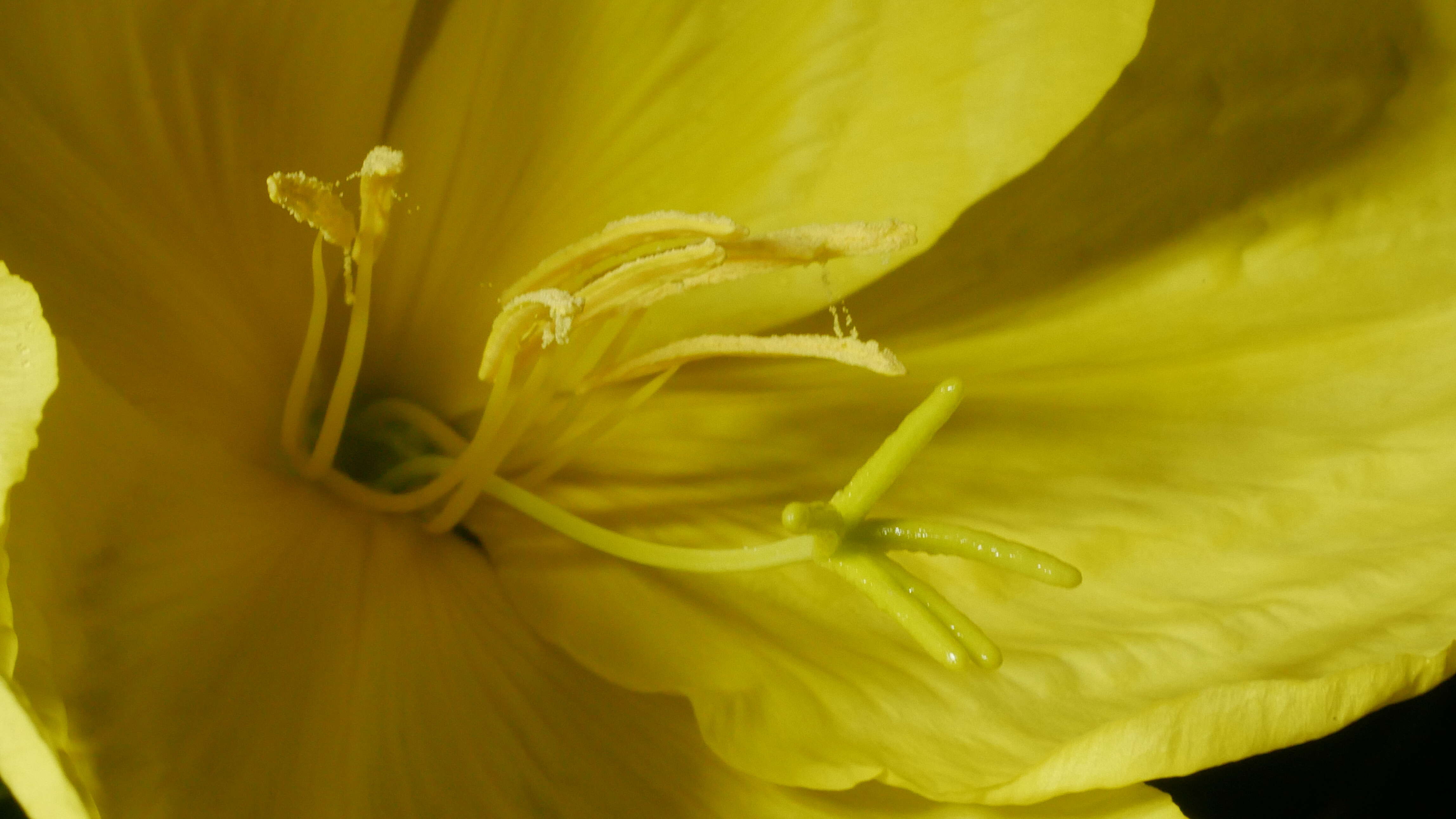 Image of common evening primrose