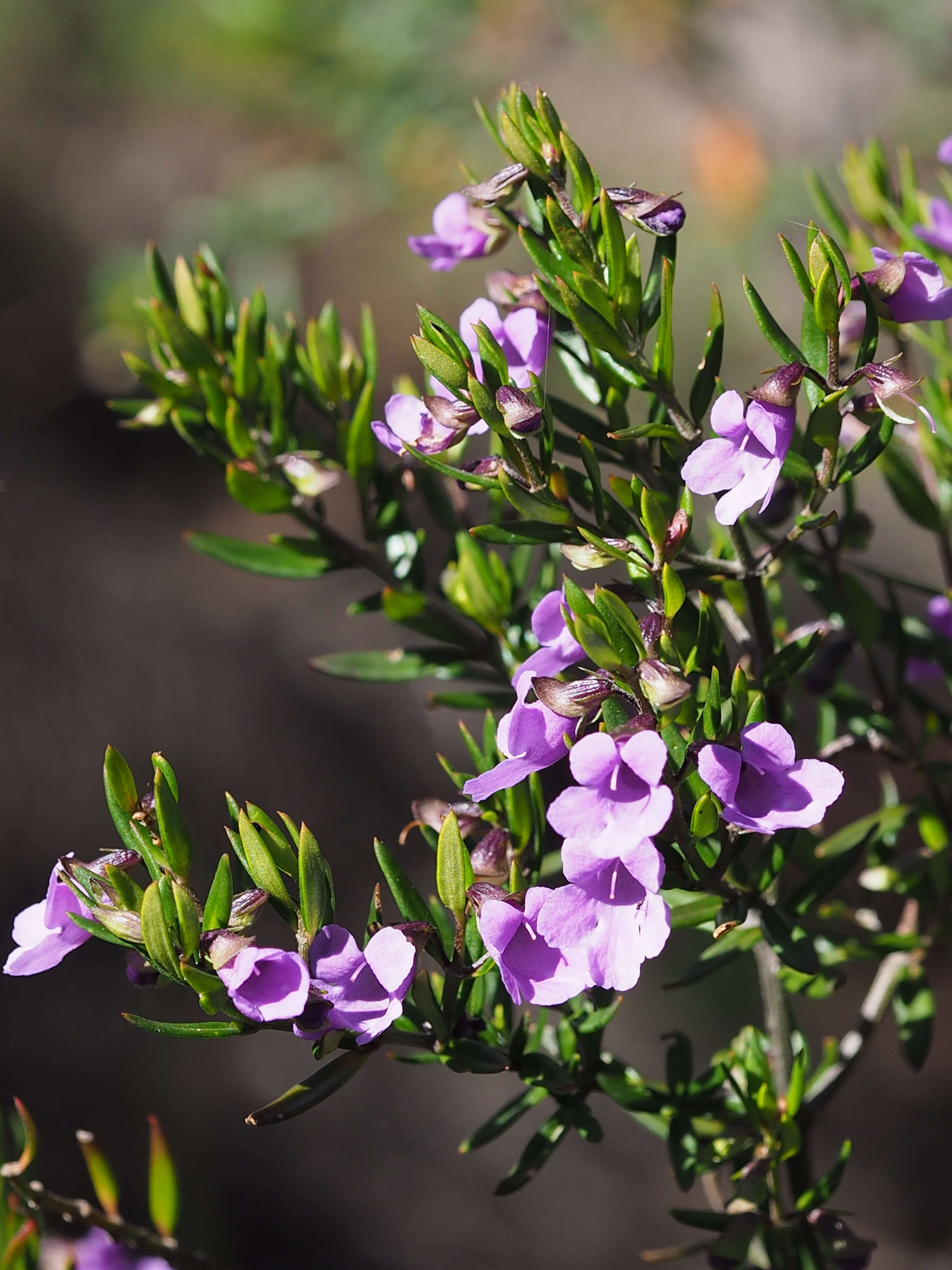 Image of Prostanthera scutellarioides (R. Br.) Druce