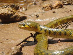 Image of Checkered Keelback Snake