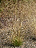 Image of rough bentgrass