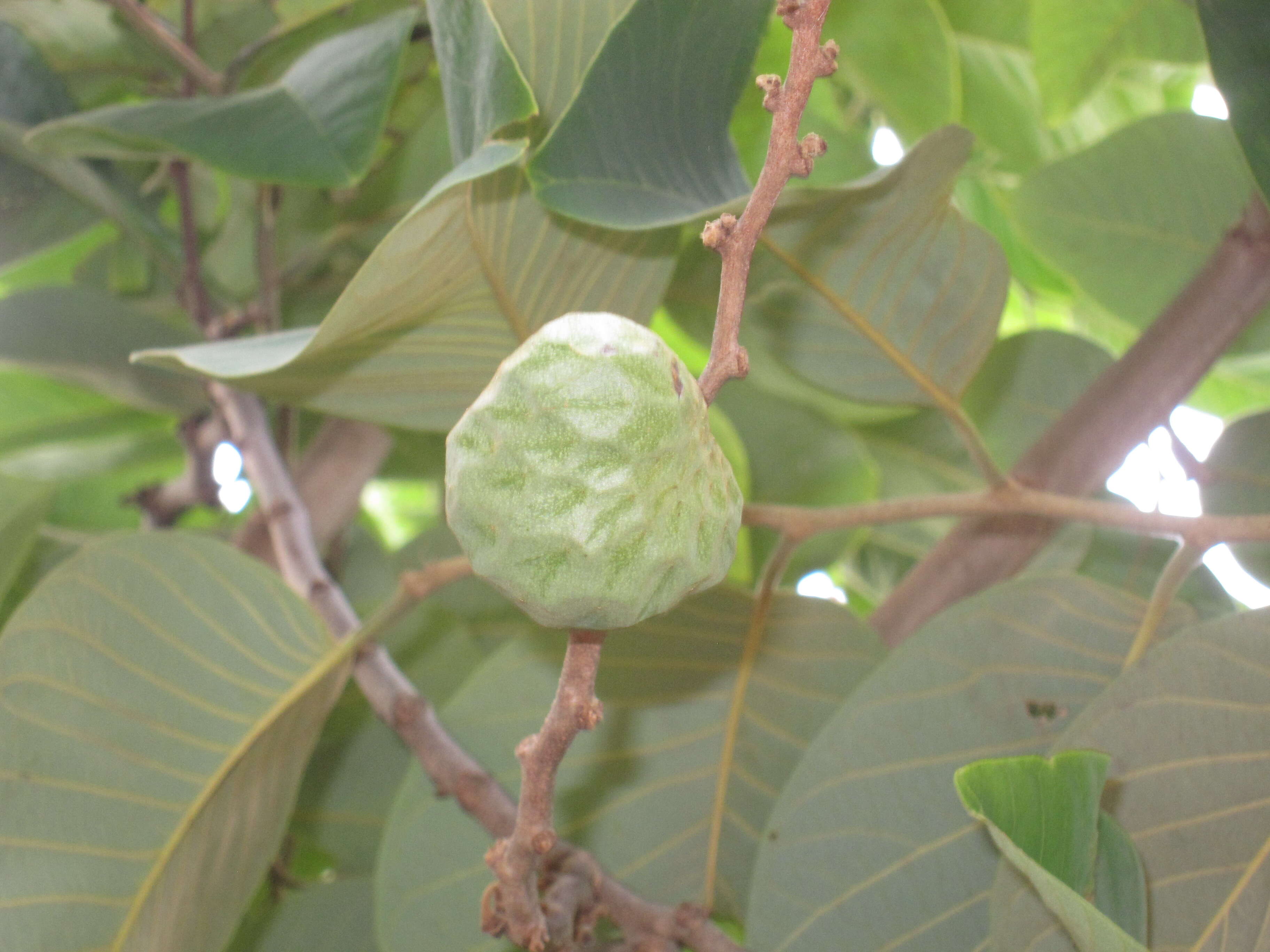 Plancia ëd Annona cherimola Mill.