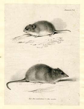 Imagem de Oxymycterus nasutus (Waterhouse 1837)