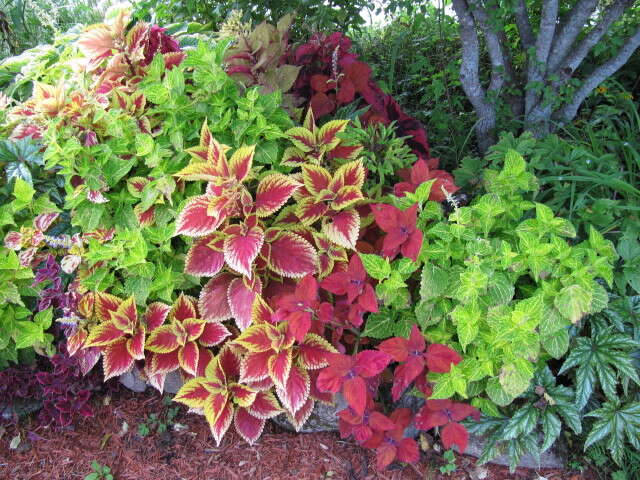 Image of common coleus