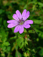 Image of hedgerow geranium