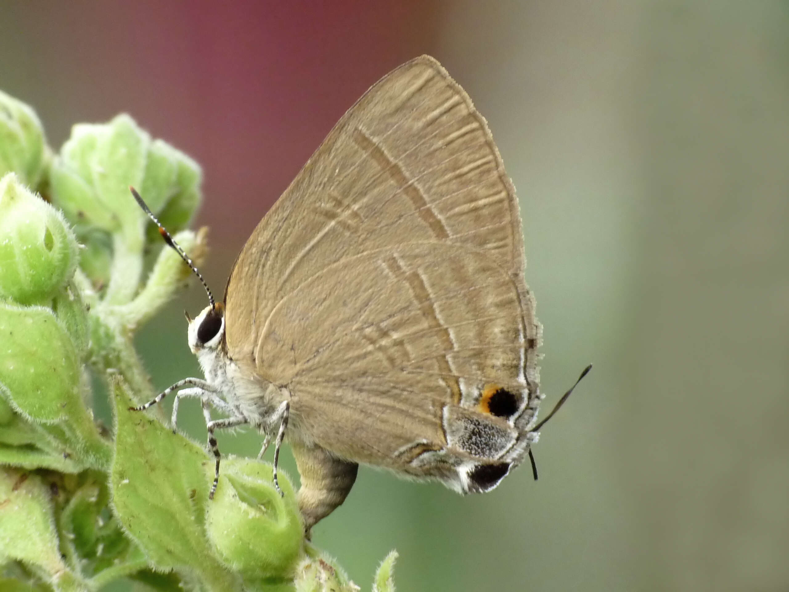 Image of Clerodendrum infortunatum L.