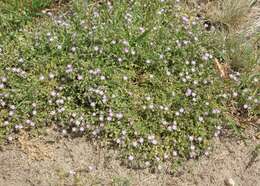 Image of red sandspurry