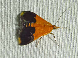 Image of Pyrausta augustalis Grote