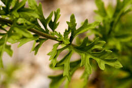 Image of Pinked Mistflower