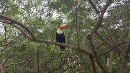 Image of Toco Toucan