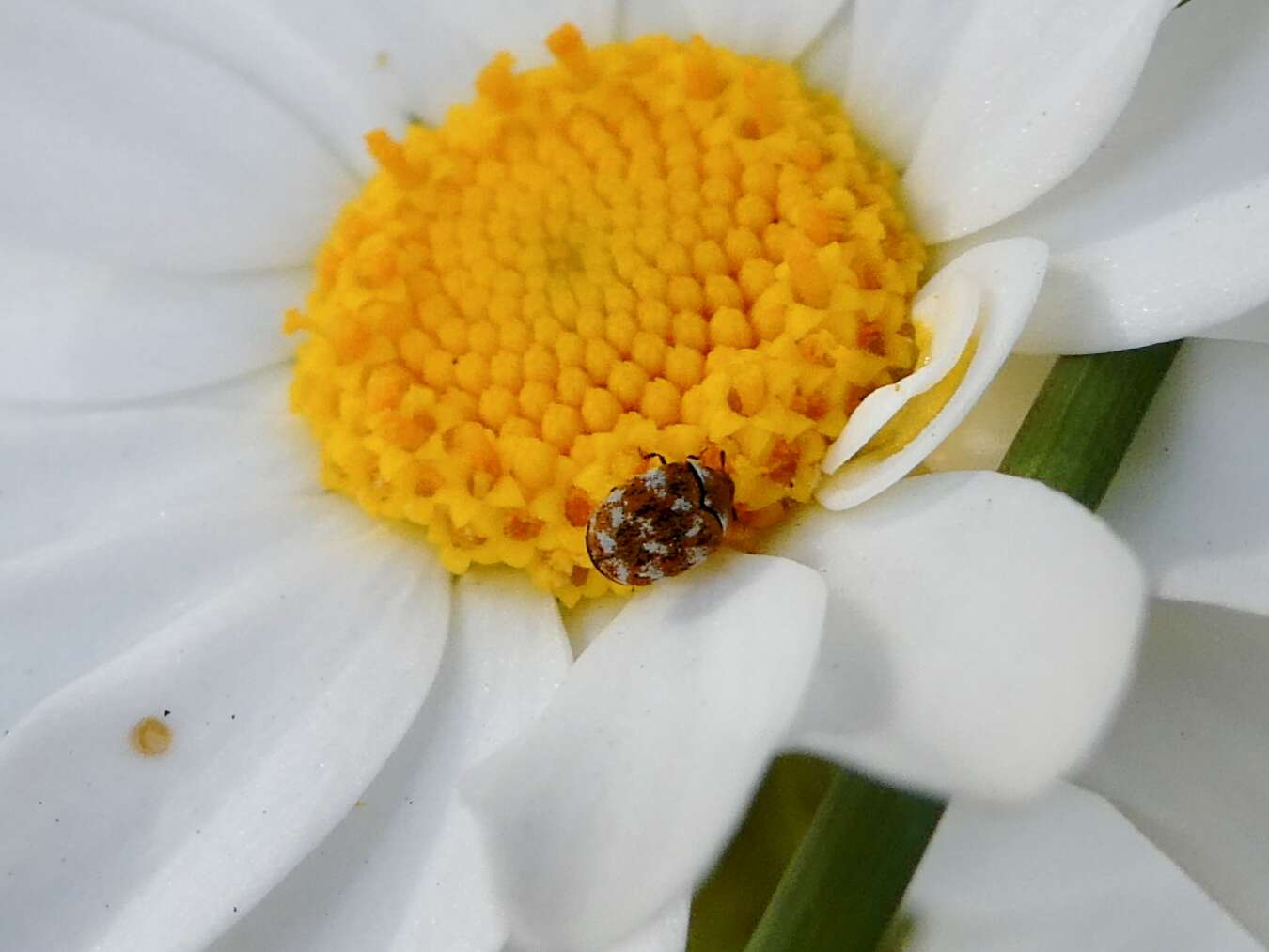 Image of Sacramento Anthicid Beetle