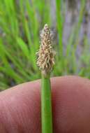 صورة Eleocharis cylindrostachys Boeckeler