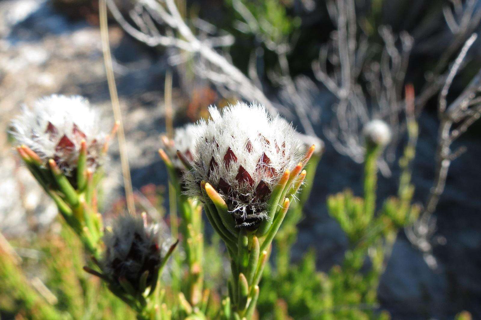 Image of Leucadendron sorocephalodes Phillips & Hutchinson