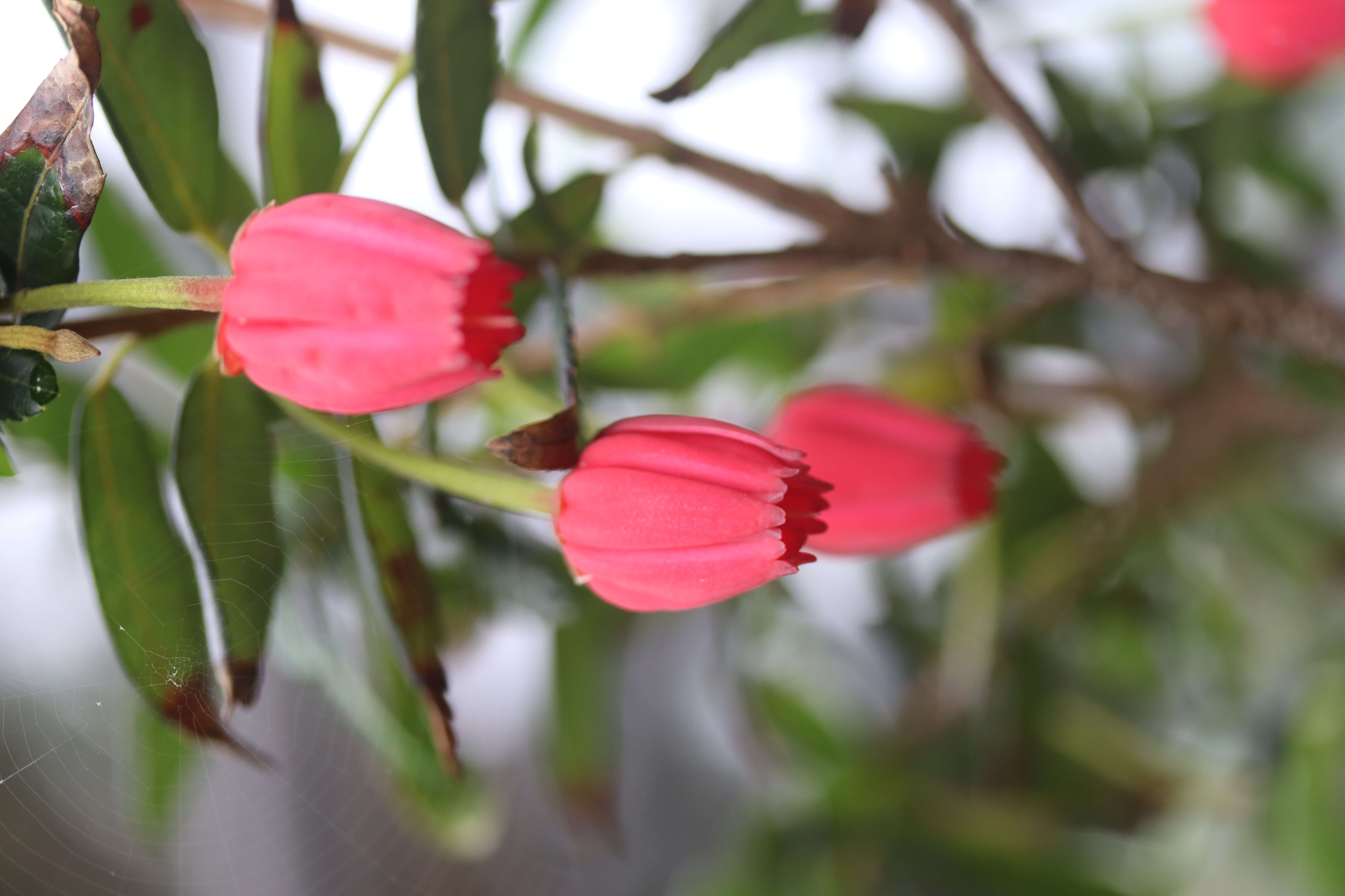 Image of Chilean Lantern Tree