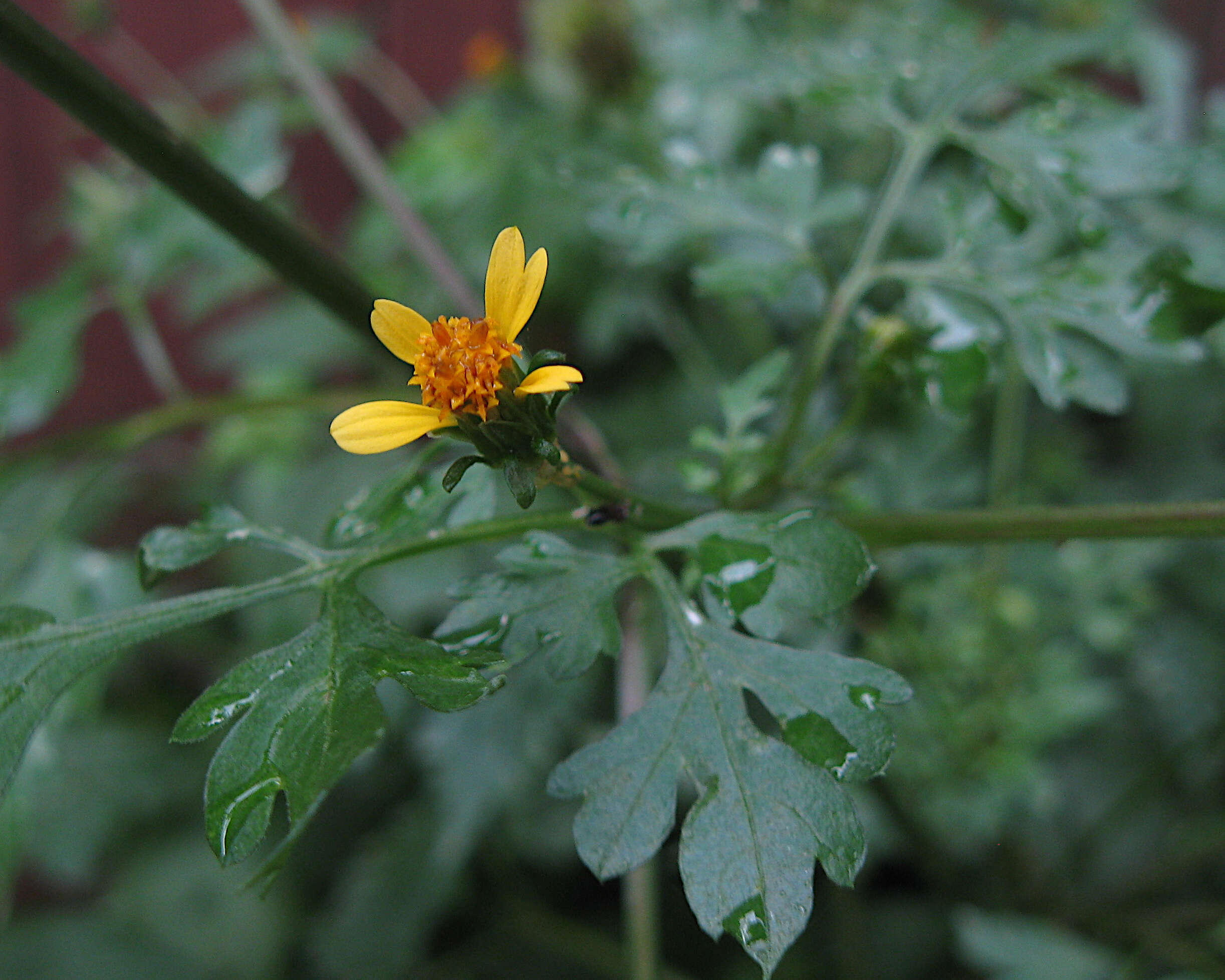 Image of Spanish needles