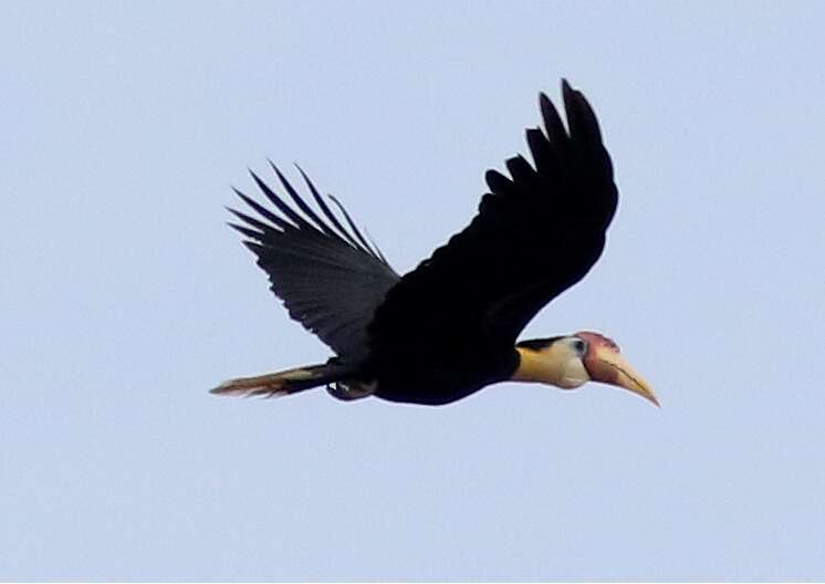 Image of Wrinkled Hornbill