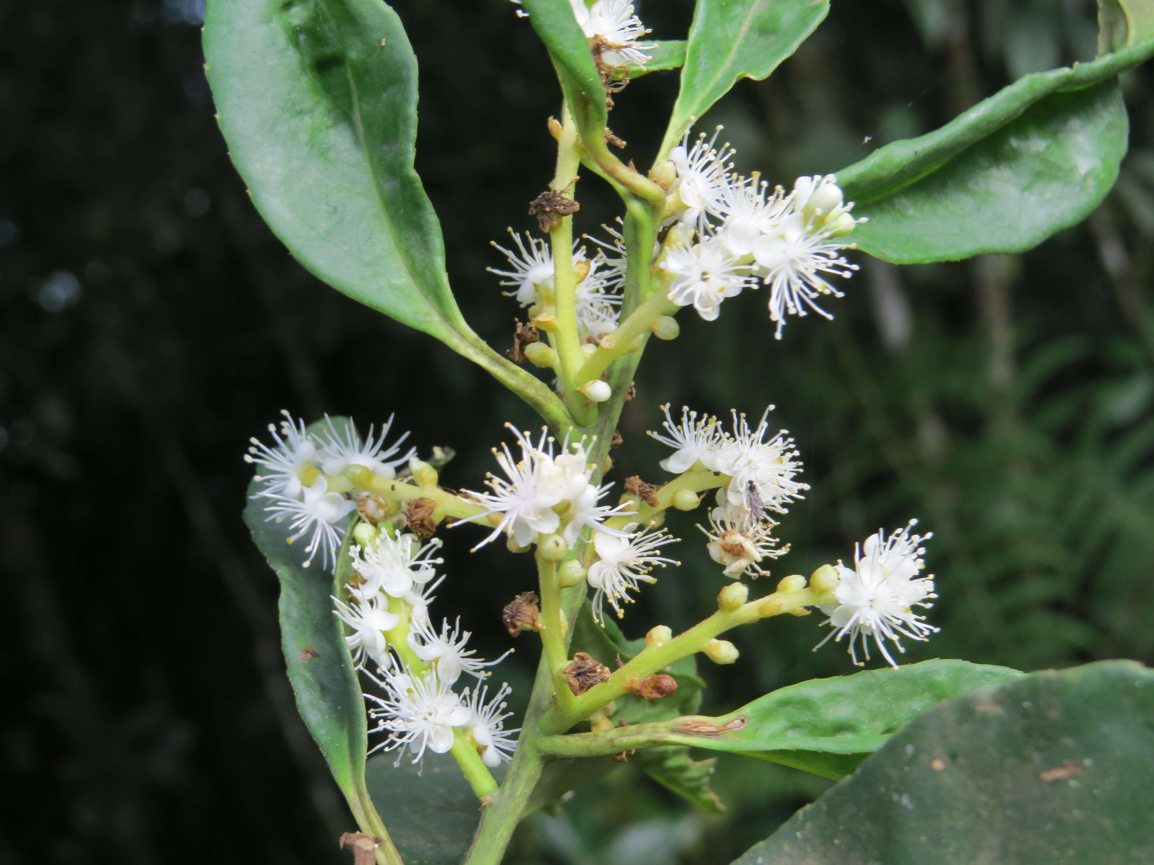 Image of Symplocos cochinchinensis (Lour.) Moore