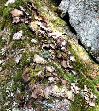 Image of Common toadskin lichen