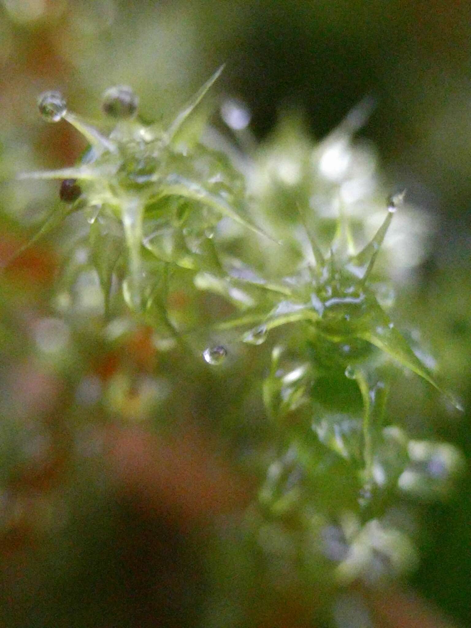 Image of square goose neck moss